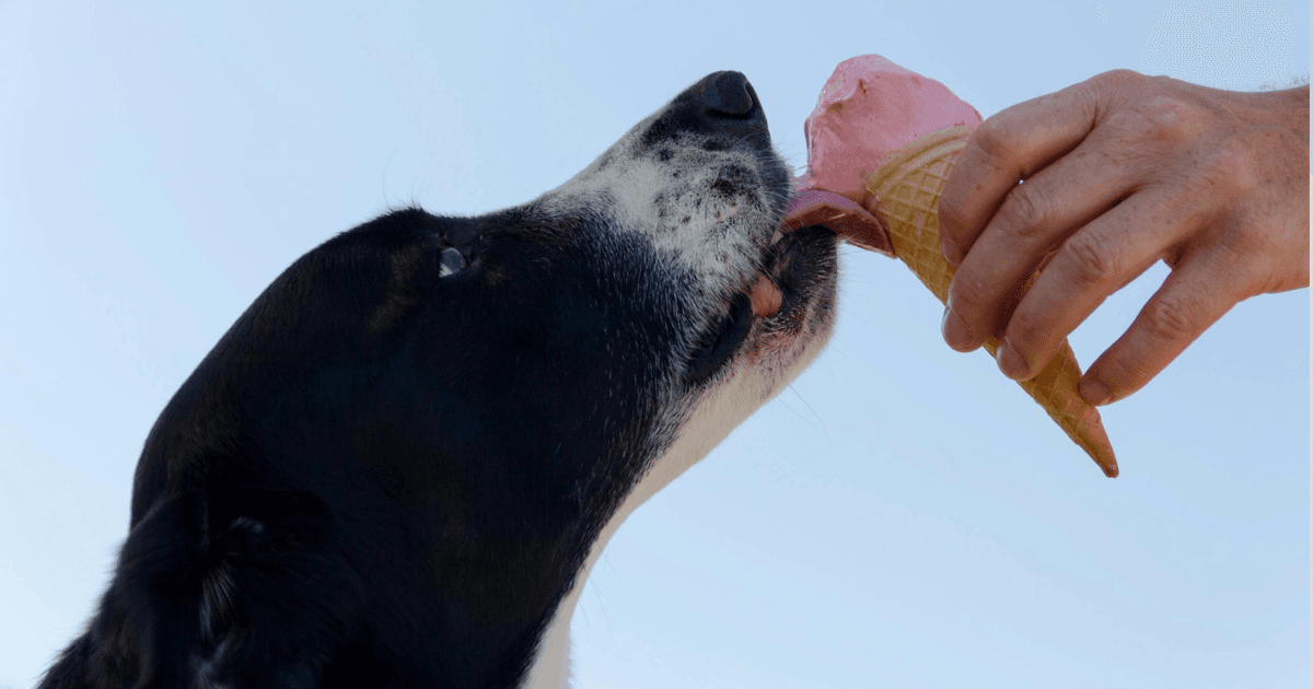 Dogfooding: Why It’s Fundamental To Building Great Products
